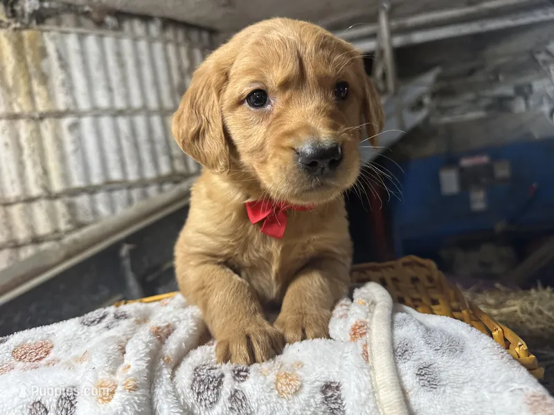 Reed – Golden Retriever puppy for sale in Athens, WI