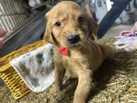 Reed, a male Golden Retriever for sale in Athens, WI – Photo 3 of 9