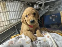 Reed, a male Golden Retriever for sale in Athens, WI – Photo 2 of 9
