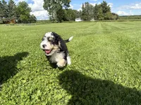 Louie, a male Miniature Bernedoodle for sale in Athens, WI – 3 of 10