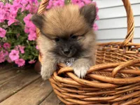 Tuffy, a male Pomeranian for sale in Athens, WI – 2 of 10