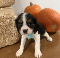 Cliff, a male Cavalier King Charles Spaniel for sale in Athens, WI – 3 of 10