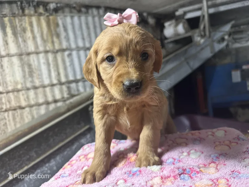 Reese – Golden Retriever puppy for sale in Athens, WI