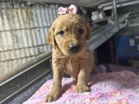 Reese, a female Golden Retriever for sale in Athens, WI – Photo 1 of 9