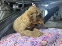 Reese, a female Golden Retriever for sale in Athens, WI – Photo 4 of 9