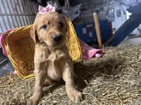 Reese, a female Golden Retriever for sale in Athens, WI – Photo 9 of 9