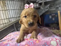 Reese, a female Golden Retriever for sale in Athens, WI – Photo 3 of 9