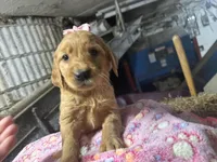 Reese, a female Golden Retriever for sale in Athens, WI – Photo 6 of 9