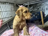 Reese, a female Golden Retriever for sale in Athens, WI – Photo 5 of 9