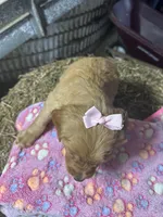 Reese, a female Golden Retriever for sale in Athens, WI – Photo 2 of 9