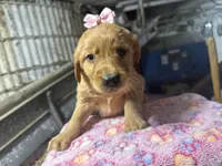 Reese, a female Golden Retriever for sale in Athens, WI – Photo 7 of 9