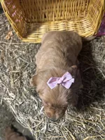 Reese, a female Golden Retriever for sale in Athens, WI – Photo 8 of 9