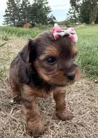 Tiffany, a female Yorkshire Terrier for sale in Athens, WI – 5 of 10