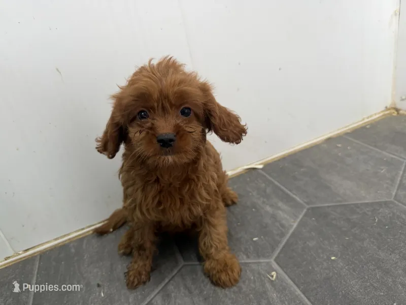Rory – Cavapoo puppy for sale in Athens, WI