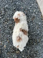 Daniel, a male Poodle - Miniature  for sale in Athens, WI – Photo 6 of 6