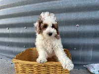 Daniel, a male Poodle - Miniature  for sale in Athens, WI – Photo 3 of 6