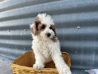 Daniel, a male Poodle - Miniature  for sale in Athens, WI – Photo 2 of 6