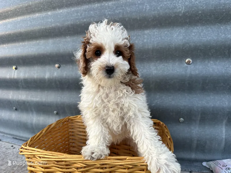 Daniel – Poodle - Miniature  puppy for sale in Athens, WI
