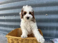 Daniel, a male Poodle - Miniature  for sale in Athens, WI – Photo 4 of 6