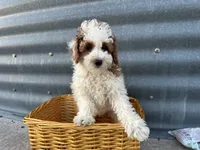 Daniel, a male Poodle - Miniature  for sale in Athens, WI – Photo 5 of 6