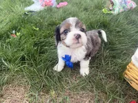 Arthur, a male Cavapoo for sale in Athens, WI – 10 of 10