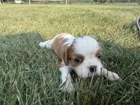 AKC Dolly, a female Cavalier King Charles Spaniel for sale in Athens, WI – 4 of 8