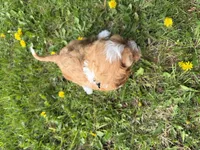 Ernie, a male Cavapoo for sale in Athens, WI – 10 of 10