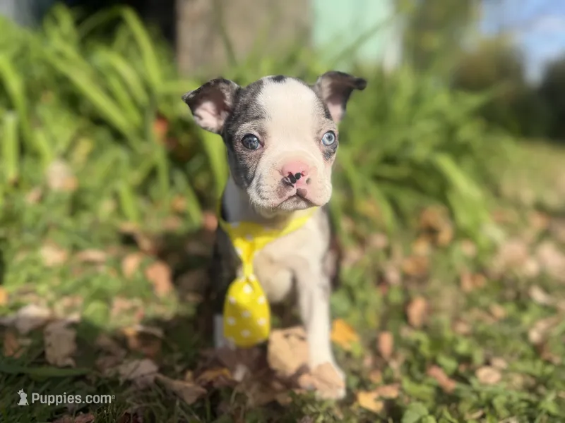 Parker – Boston Terrier puppy for sale in Athens, WI