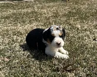 Marge, a female Cocker Spaniel and Miniature Australian Shepherd for sale in Athens, WI – 4 of 8