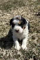 Marge, a female Cocker Spaniel and Miniature Australian Shepherd for sale in Athens, WI – 3 of 8