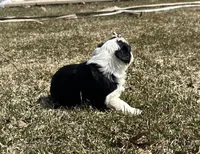 Marge, a female Cocker Spaniel and Miniature Australian Shepherd for sale in Athens, WI – 5 of 8