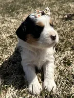 Marge, a female Cocker Spaniel and Miniature Australian Shepherd for sale in Athens, WI – 2 of 8