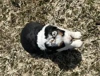 Marge, a female Cocker Spaniel and Miniature Australian Shepherd for sale in Athens, WI – 6 of 8