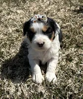 Marge, a female Cocker Spaniel and Miniature Australian Shepherd for sale in Athens, WI – 1 of 8
