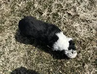 Marge, a female Cocker Spaniel and Miniature Australian Shepherd for sale in Athens, WI – 8 of 8
