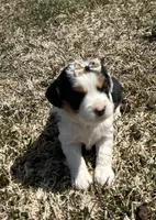Marge, a female Cocker Spaniel and Miniature Australian Shepherd for sale in Athens, WI – 7 of 8