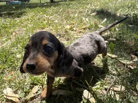 Harper, a female Miniature Dachshund for sale in Athens, WI – 7 of 10