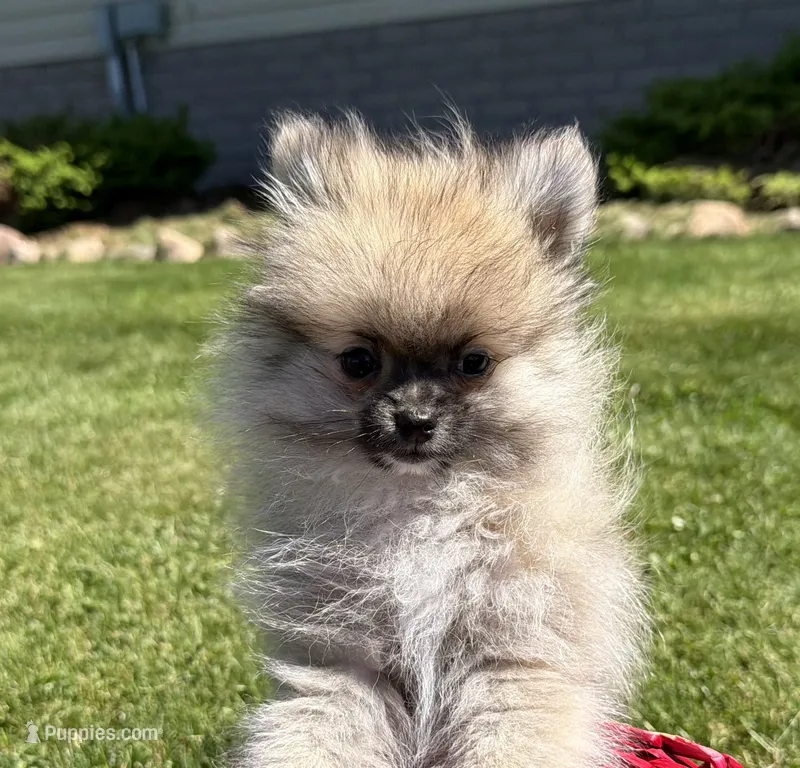 Buddy – Pomeranian puppy for sale in Athens, WI