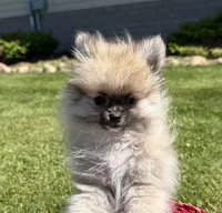 Buddy, a male Pomeranian for sale in Athens, WI – 1 of 10
