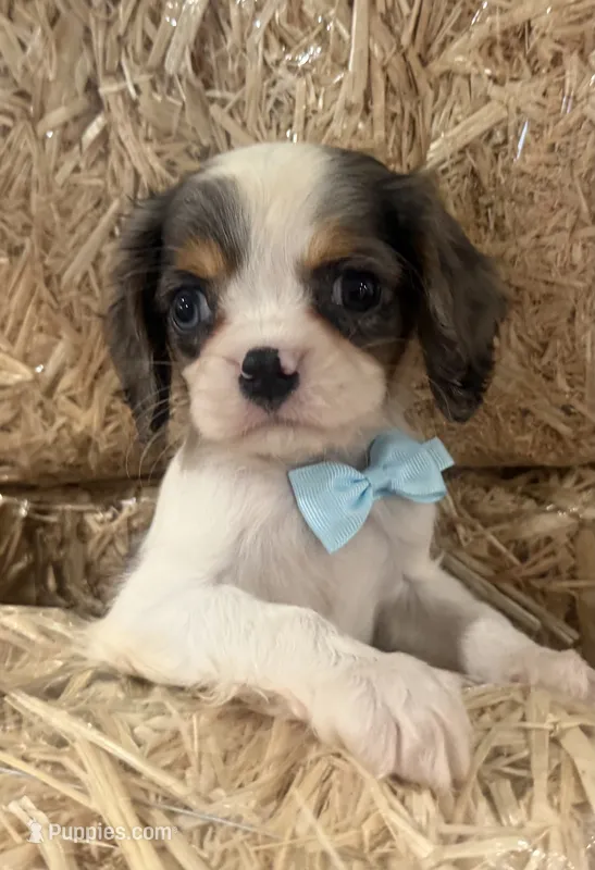 Carter – Cavalier King Charles Spaniel puppy for sale in Athens, WI