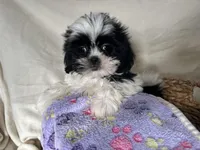 Samantha, a female Shih Tzu for sale in Athens, WI – Photo 7 of 10