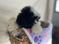 Samantha, a female Shih Tzu for sale in Athens, WI – Photo 2 of 10