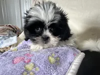 Samantha, a female Shih Tzu for sale in Athens, WI – Photo 10 of 10