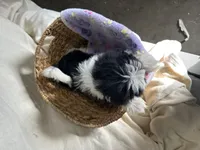 Samantha, a female Shih Tzu for sale in Athens, WI – Photo 3 of 10