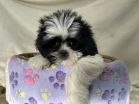 Samantha, a female Shih Tzu for sale in Athens, WI – Photo 6 of 10
