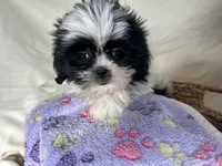 Samantha, a female Shih Tzu for sale in Athens, WI – Photo 8 of 10