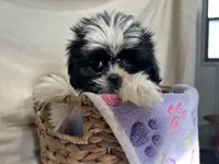 Samantha, a female Shih Tzu for sale in Athens, WI – Photo 4 of 10