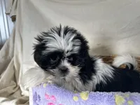 Samantha, a female Shih Tzu for sale in Athens, WI – Photo 5 of 10