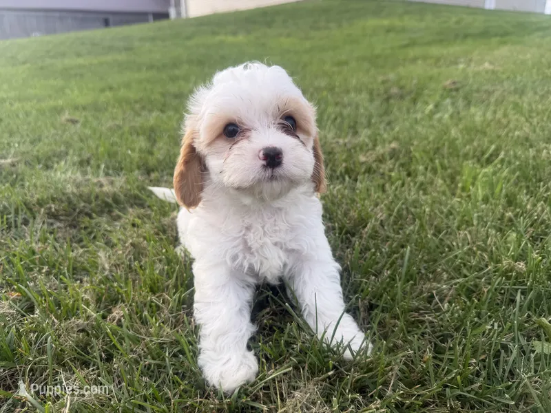 Albert – Cavapoo puppy for sale in Athens, WI