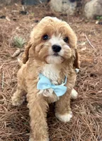 Sully, a male Cavapoo for sale in Athens, WI – 6 of 10